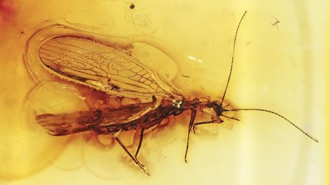 Phoresie einer Milbe angeheftet an  einer Steinfliege als Bernstein Inkluse