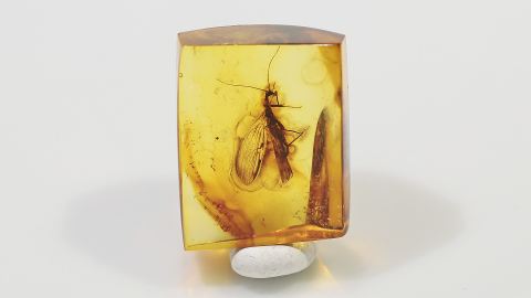 Phoresie, Baltischer Bernstein