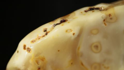 Butterscotch geschliffen und poliert