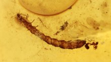 Käferlarve mit Pilzfäden (Hyphen) am Kopf im Bernstein 