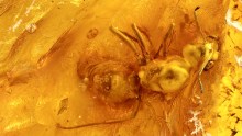 Deutlich sichtbare Ameise als Inkluse in einem großen Baltischen Bernstein