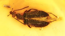 Käfers Tenebrionidae (Lagriinae, Statira) im Bernstein