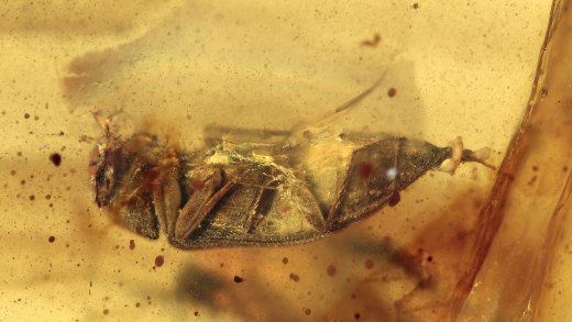 Zwei Käfer, einer mit sichtbarem Genital im Bernstein