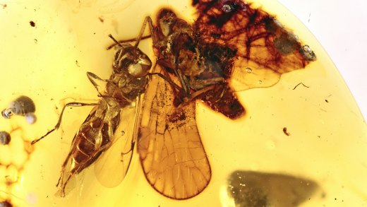 Wespe und Zikade zusammen als seltenes Pärchen im Bernstein