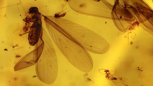 Termiten-Einschlüsse