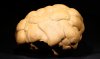 Lösskindel in Neandertal bei Düsseldorf gefunden