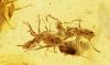 Ameisen Massenfang als Einschlüsse im Bernstein