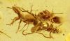 Ameisen Massenfang als Inklusen im Baltischen Bernstein 