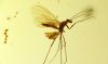 Brackwespe Braconidae als Inkluse im Burma Bernstein
