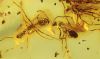 Geflügelte Ameisen als Einschlüsse im Bernstein