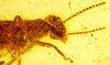 Termite mit Flügel als Bernstein Einschluss