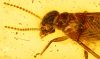 Geflügelte Termite als Inkluse