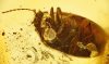 Großer Käfer als Inkluse im Baltischen Bernstein