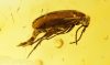 Käfer mit sichtbarem Genital als Inkluse im Baltischen Bernstein