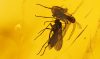 Mücken als Einschlüsse im Baltischen Bernstein