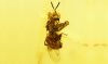 Stachellose Biene als Einschluss im Dominikanischen Bernstein