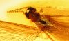 Termite mit Flügel als Einschluss im Baltischen Bernstein
