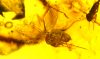 Baltischer Bernstein mit mehreren Insekten