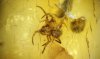 Spinne
