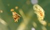 Insekten im Bernstein
