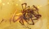 Spinne als Bernstein Inkluse