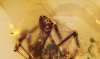 Kiefertastern einer Spinne im Bernstein