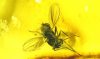 Dolichopodidae als Einschluss im Baltischen Bernstein
