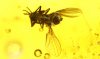 Dolichopodidae als Einschluss im Baltischen Bernstein