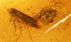 Mehrere Insekten im Baltischen Bernstein
