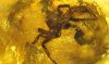 Spinne als Einschluss im Baltischen Bernstein