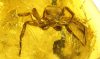 Große Spinne als Inkluse