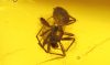 Spinne als Einschluss im Baltischen Bernstein