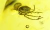 Spinne als Einschluss im Baltischen Bernstein