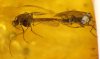 Mücken (Chironomidae) als Einschlüsse im Bernstein