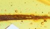 Behaartes Blatt als Inklus im Baltischen Bernstein