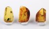 Bernstein Inklusen Set bestehend aus drei Baltischen Bernsteinen