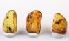 Bernstein Einschlüsse Set bestehend aus drei Baltischen Bernsteinen