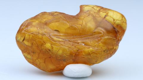 Abdrücke auf Bernstein