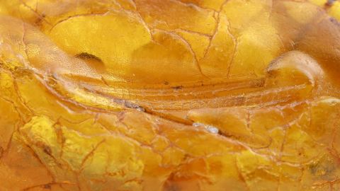 Bernstein mit einem Blattabdruck, Kiefernnadel