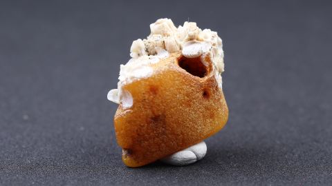 Seepockenauf einem Bernstein