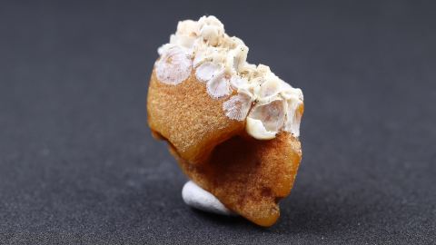 Bernstein mit Seepocken