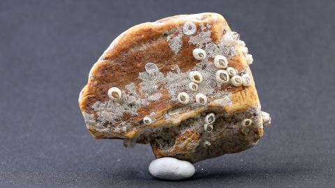 Bernstein mit Seepocken, Seebernstein