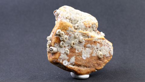 Seebernstein mit Seepocken