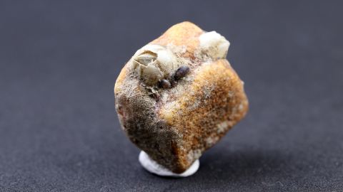 Bernstein mit Seepocken