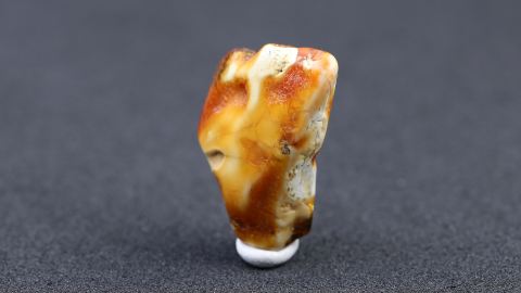 Fluidaler Knochenbernstein aus Bitterfeld