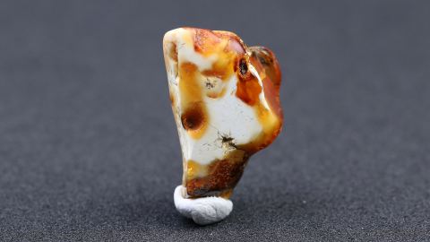 Fluidaler Knochenbernstein aus Goitsche Bitterfeld