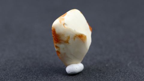 Fluidaler Knochenbernstein aus Goitsche