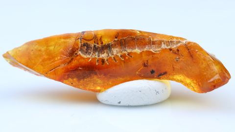 Hohlräume im Bernstein