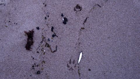 Fuchsspuren im Sand bei der Bernsteinsuche