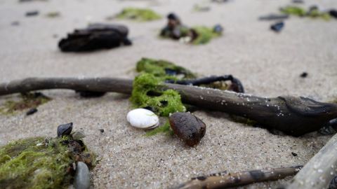 Bernstein suchen und finden im Treibholz